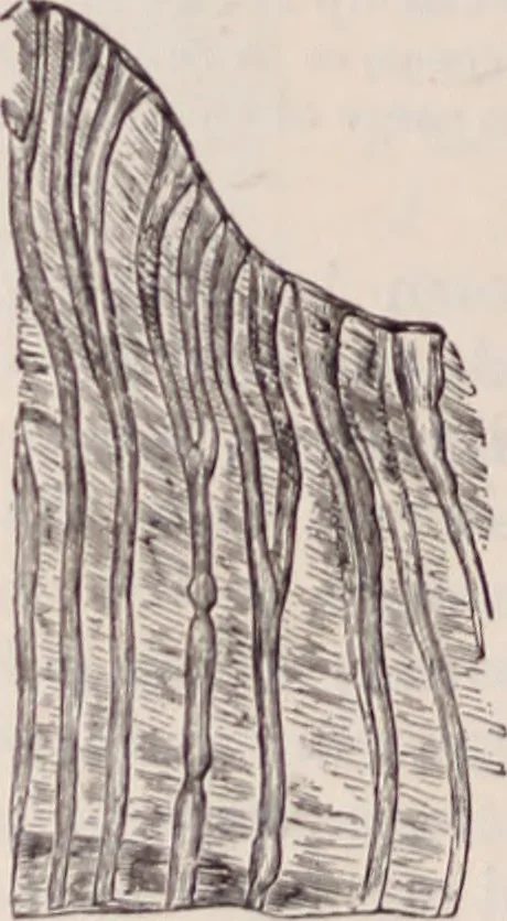 An illustration from The microscope and its revelations, 1891, leaf 907