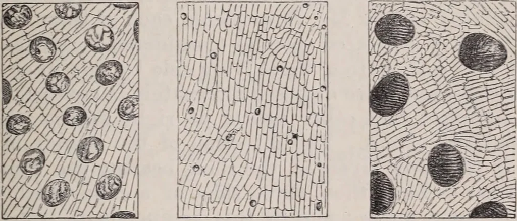 An illustration from The microscope and its revelations, 1891, leaf 908