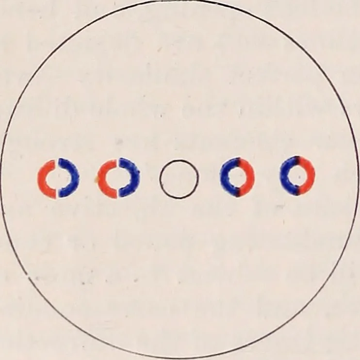 An illustration from The microscope and its revelations, 1891, leaf 91