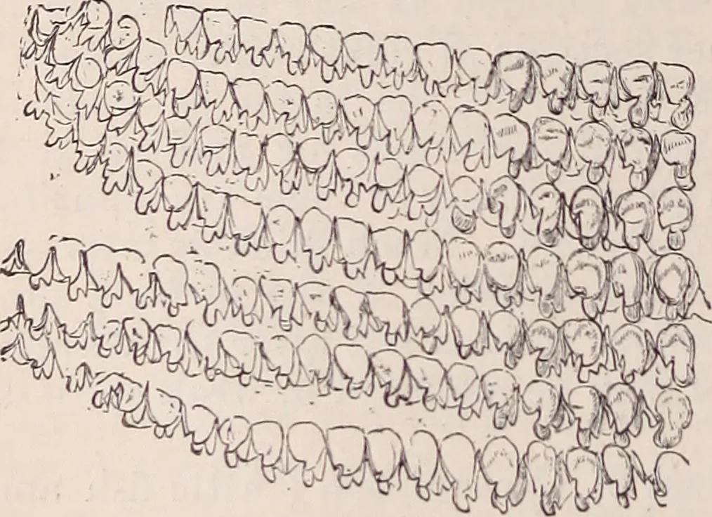 An illustration from The microscope and its revelations, 1891, leaf 911