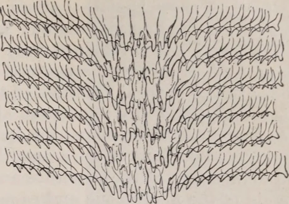 An illustration from The microscope and its revelations, 1891, leaf 912