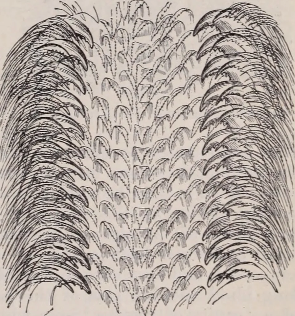 An illustration from The microscope and its revelations, 1891, leaf 912
