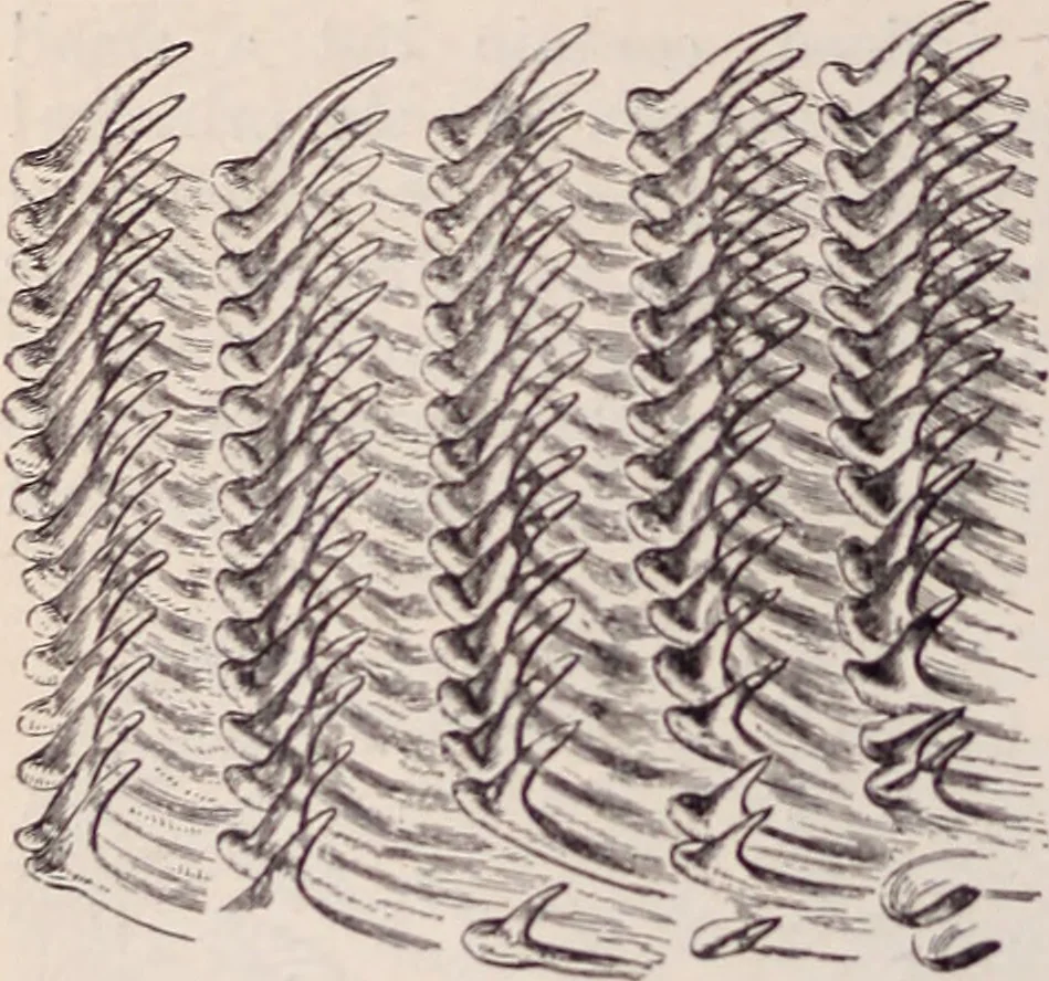 An illustration from The microscope and its revelations, 1891, leaf 913