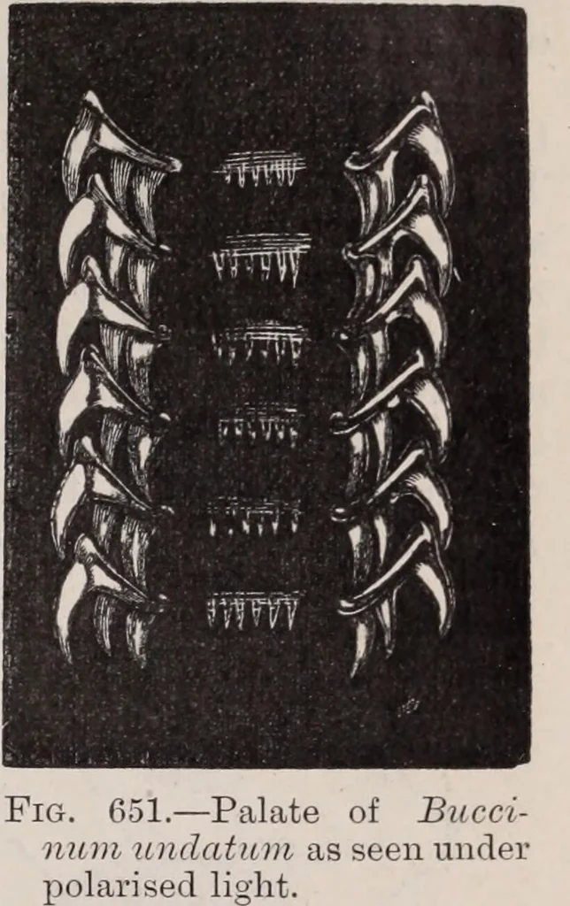 An illustration from The microscope and its revelations, 1891, leaf 914