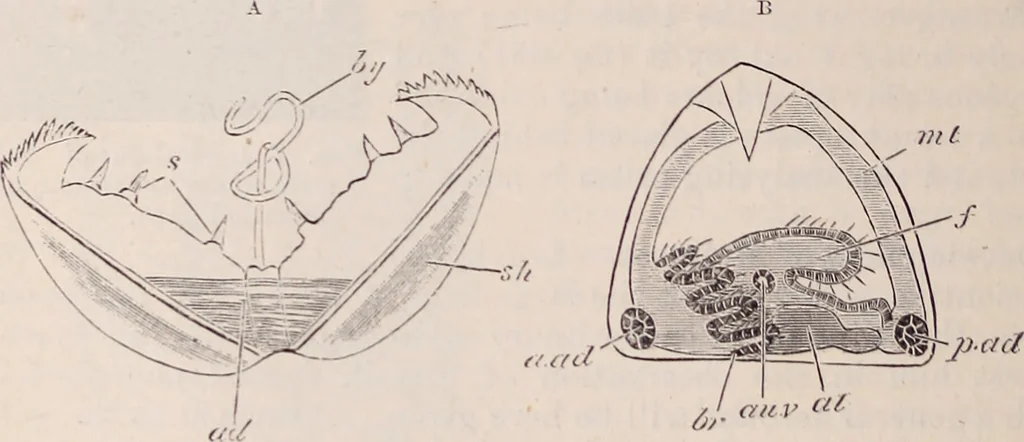 An illustration from The microscope and its revelations, 1891, leaf 915