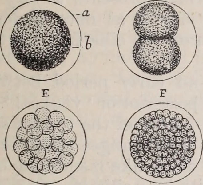 An illustration from The microscope and its revelations, 1891, leaf 916