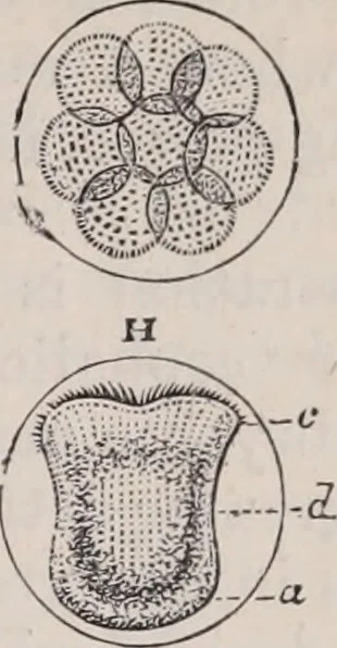 An illustration from The microscope and its revelations, 1891, leaf 916