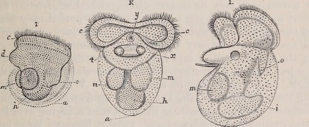 An illustration from The microscope and its revelations, 1891, leaf 916