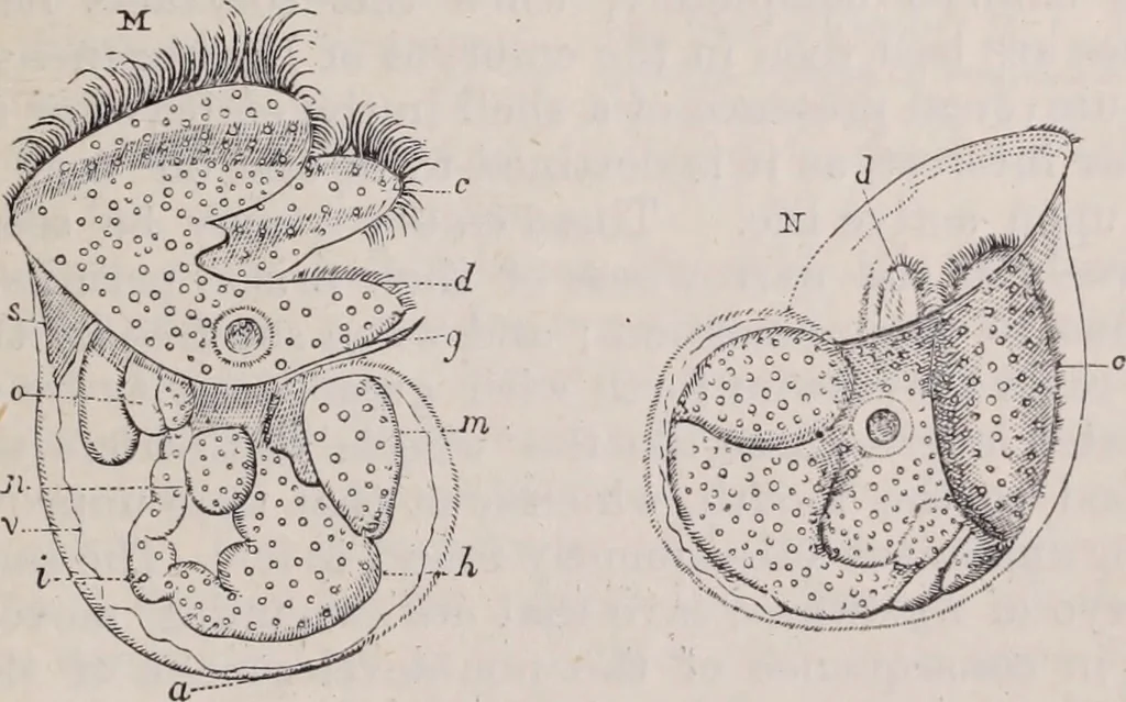 An illustration from The microscope and its revelations, 1891, leaf 916