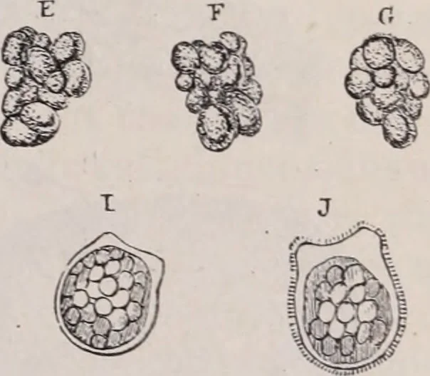 An illustration from The microscope and its revelations, 1891, leaf 918