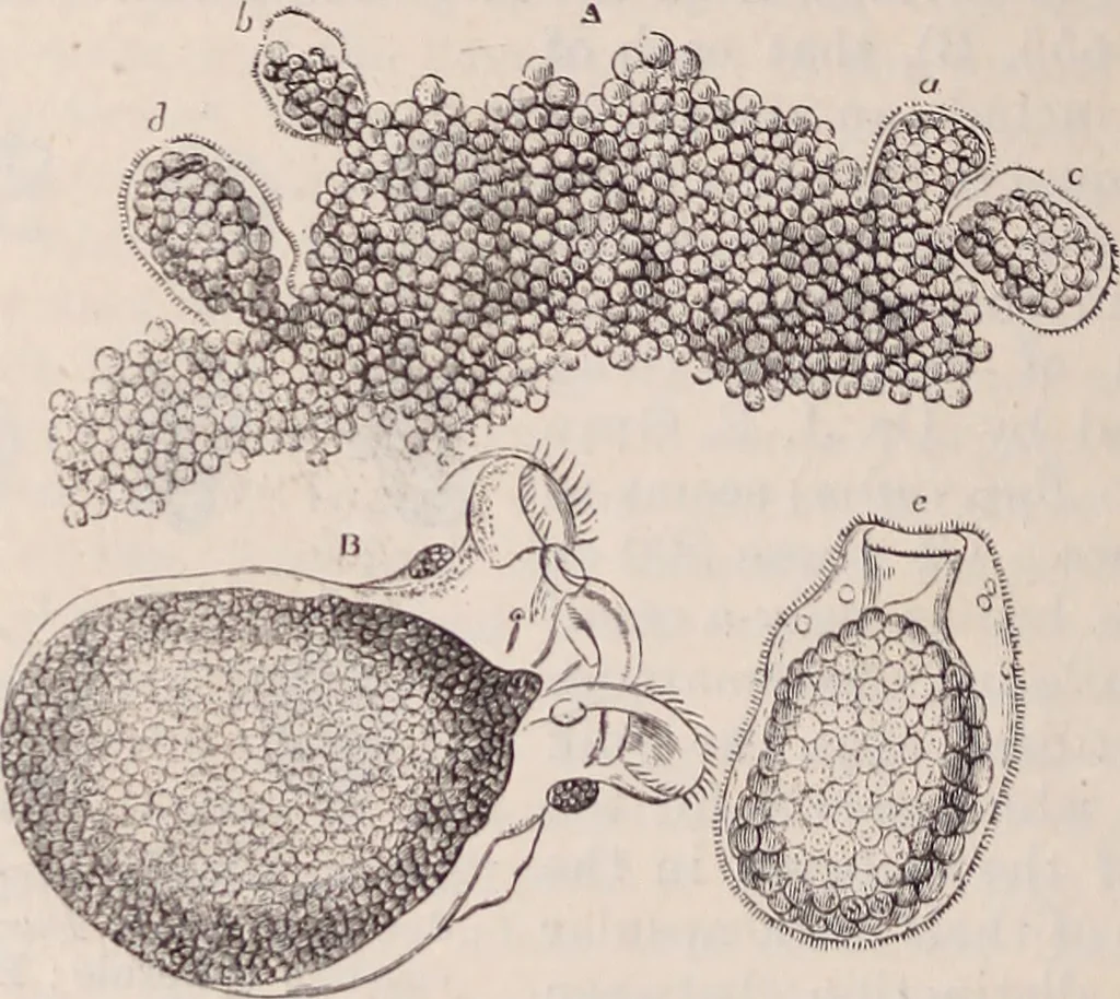 An illustration from The microscope and its revelations, 1891, leaf 919