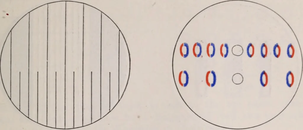 An illustration from The microscope and its revelations, 1891, leaf 92