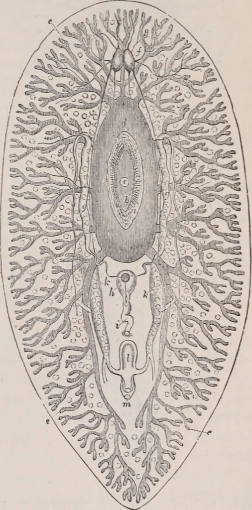 An illustration from The microscope and its revelations, 1891, leaf 928