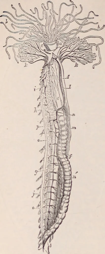 An illustration from The microscope and its revelations, 1891, leaf 929