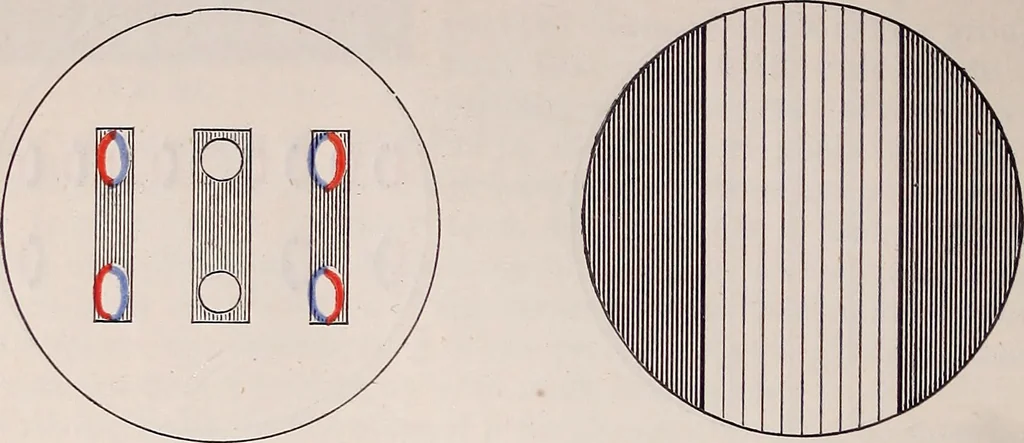 An illustration from The microscope and its revelations, 1891, leaf 93