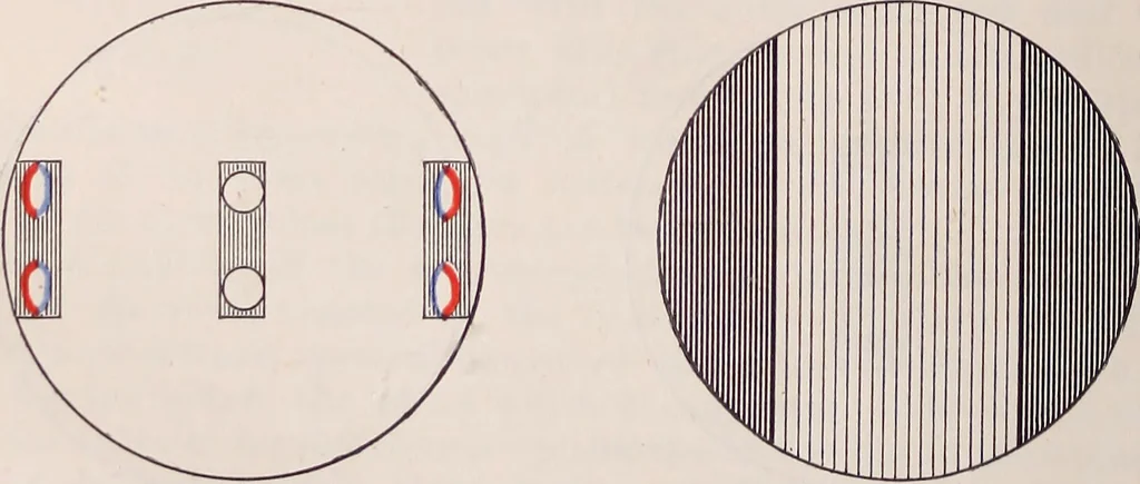 An illustration from The microscope and its revelations, 1891, leaf 93