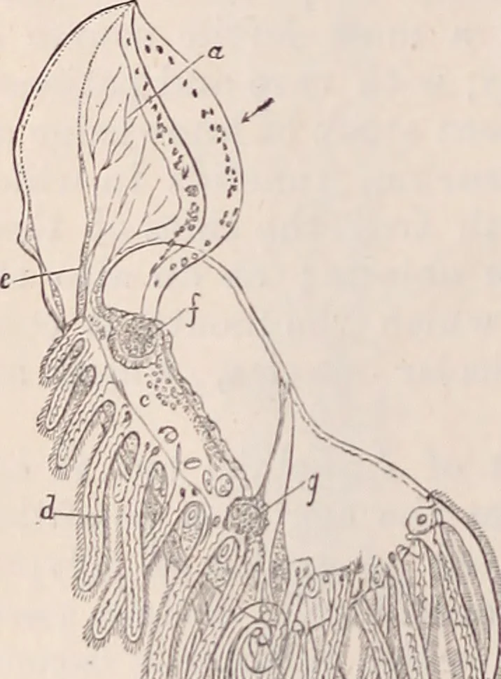 An illustration from The microscope and its revelations, 1891, leaf 931
