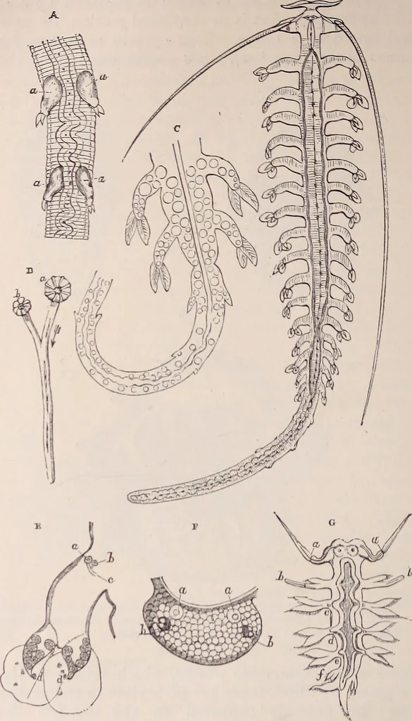 An illustration from The microscope and its revelations, 1891, leaf 933