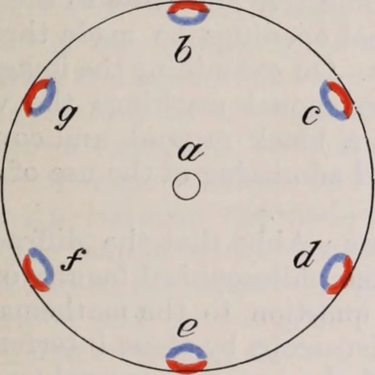 An illustration from The microscope and its revelations, 1891, leaf 94