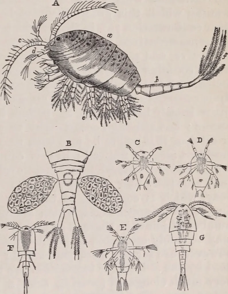 An illustration from The microscope and its revelations, 1891, leaf 942
