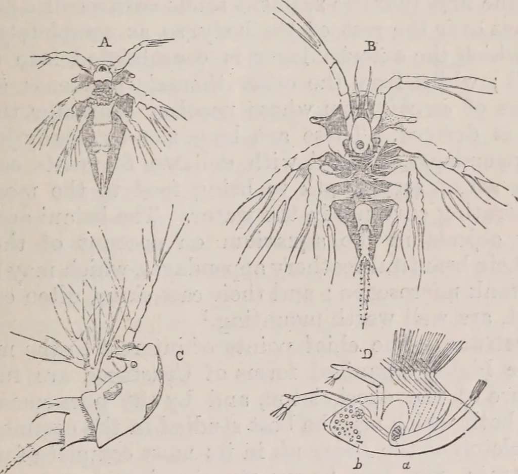 An illustration from The microscope and its revelations, 1891, leaf 948