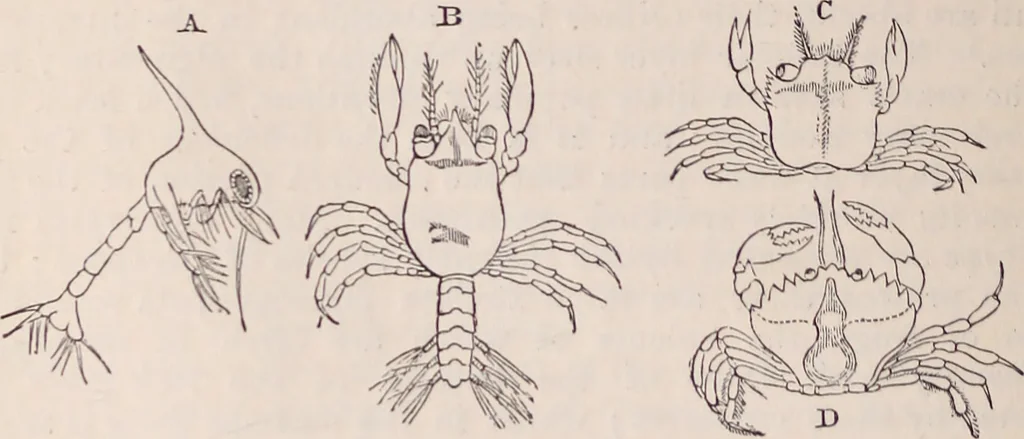 An illustration from The microscope and its revelations, 1891, leaf 951