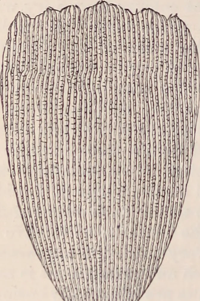 An illustration from The microscope and its revelations, 1891, leaf 957