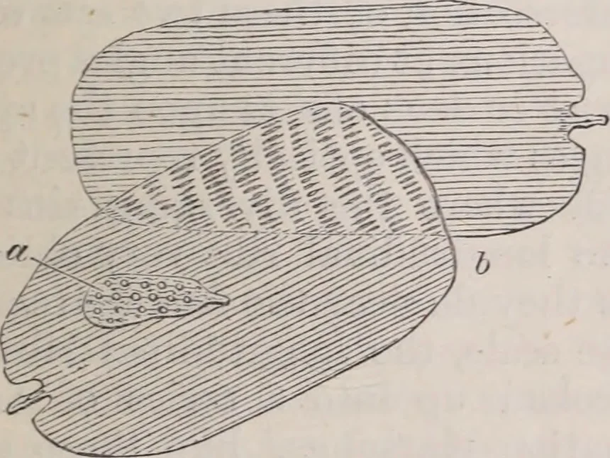 An illustration from The microscope and its revelations, 1891, leaf 958