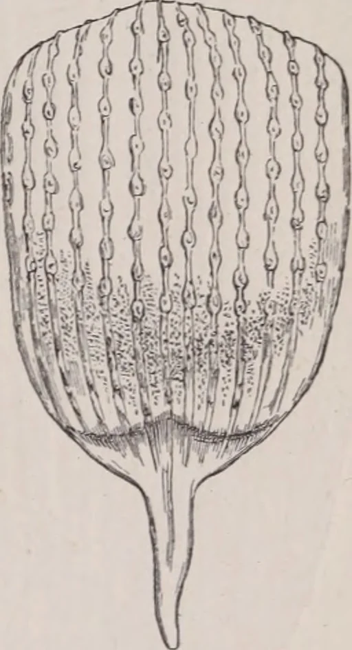 An illustration from The microscope and its revelations, 1891, leaf 958