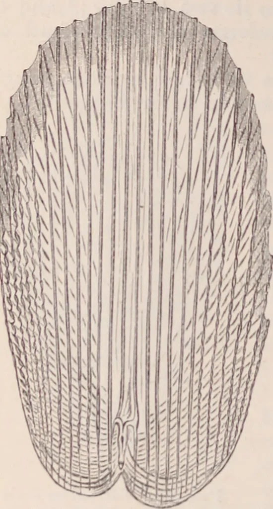 An illustration from The microscope and its revelations, 1891, leaf 959