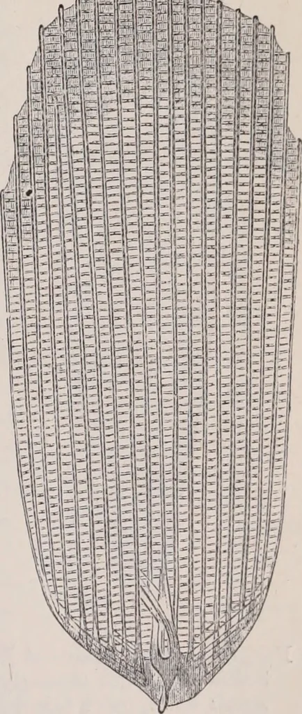An illustration from The microscope and its revelations, 1891, leaf 960