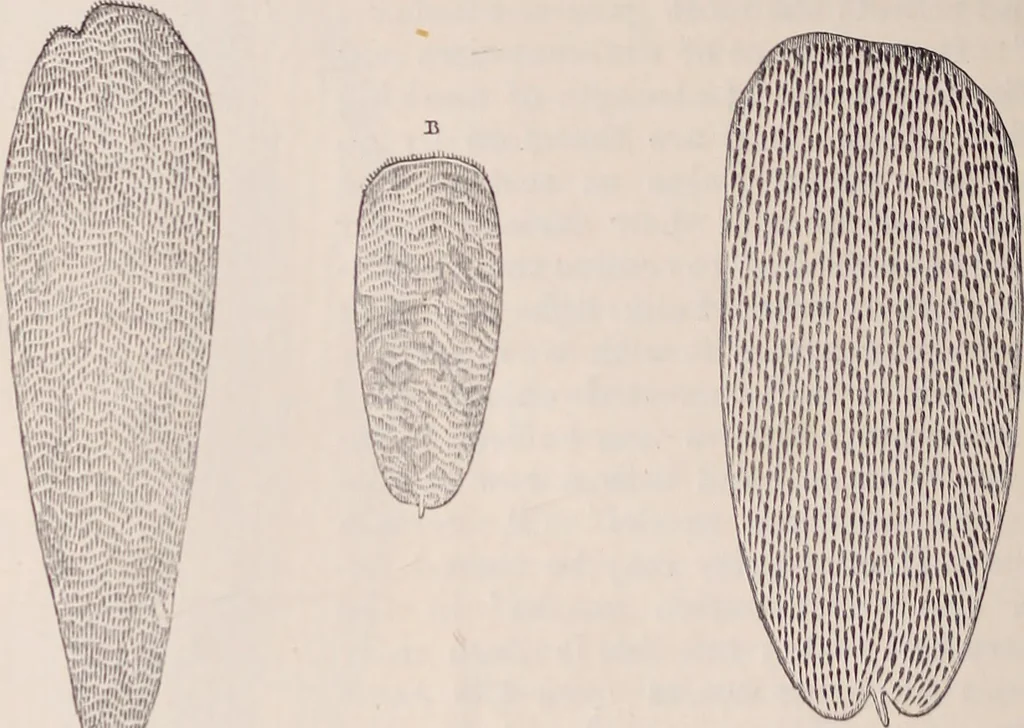 An illustration from The microscope and its revelations, 1891, leaf 961