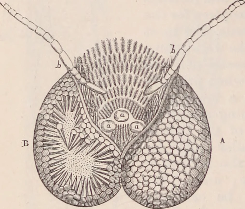 An illustration from The microscope and its revelations, 1891, leaf 963
