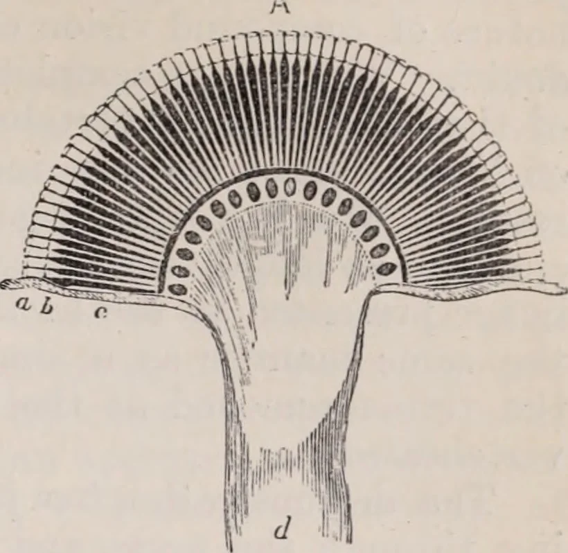 An illustration from The microscope and its revelations, 1891, leaf 964