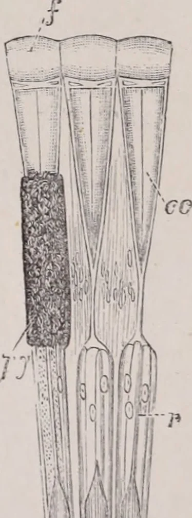 An illustration from The microscope and its revelations, 1891, leaf 964