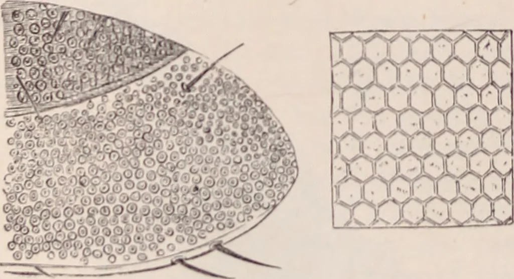 An illustration from The microscope and its revelations, 1891, leaf 969