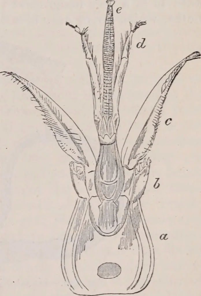An illustration from The microscope and its revelations, 1891, leaf 972