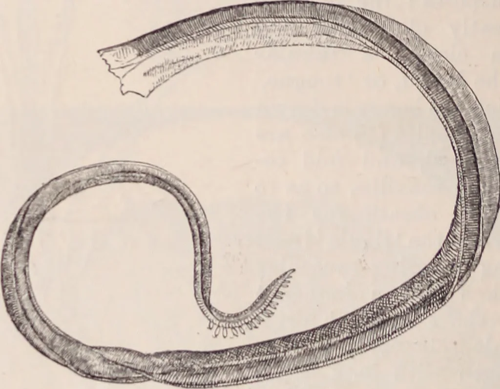 An illustration from The microscope and its revelations, 1891, leaf 973