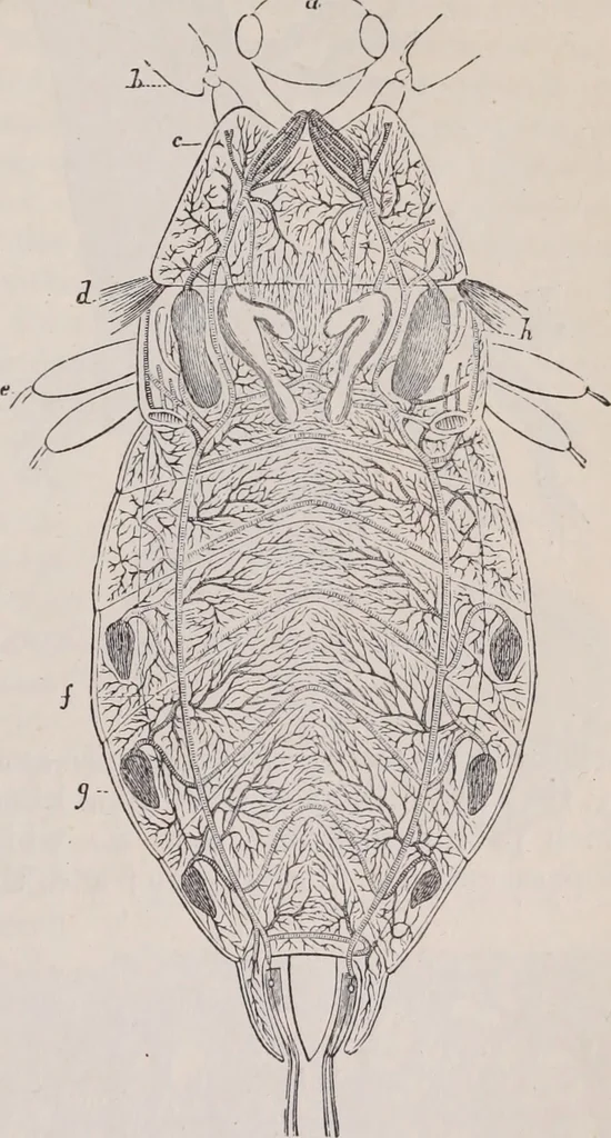 An illustration from The microscope and its revelations, 1891, leaf 976