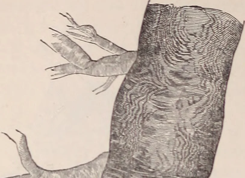 An illustration from The microscope and its revelations, 1891, leaf 977