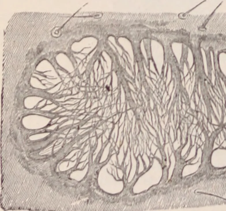 An illustration from The microscope and its revelations, 1891, leaf 977