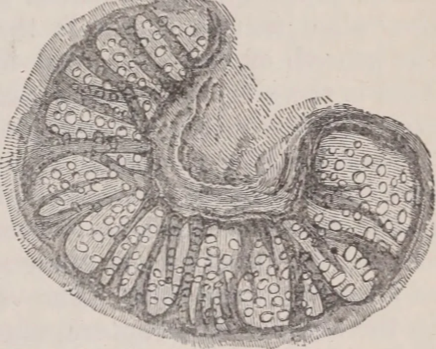 An illustration from The microscope and its revelations, 1891, leaf 978