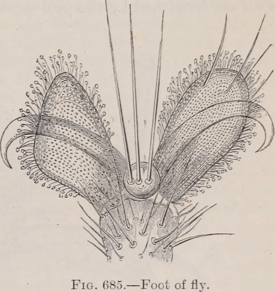 An illustration from The microscope and its revelations, 1891, leaf 982
