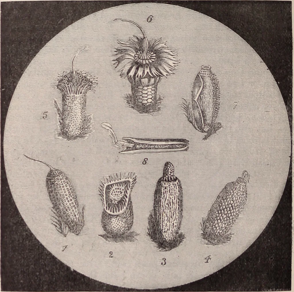 An illustration from The microscope and its revelations, 1891, leaf 985