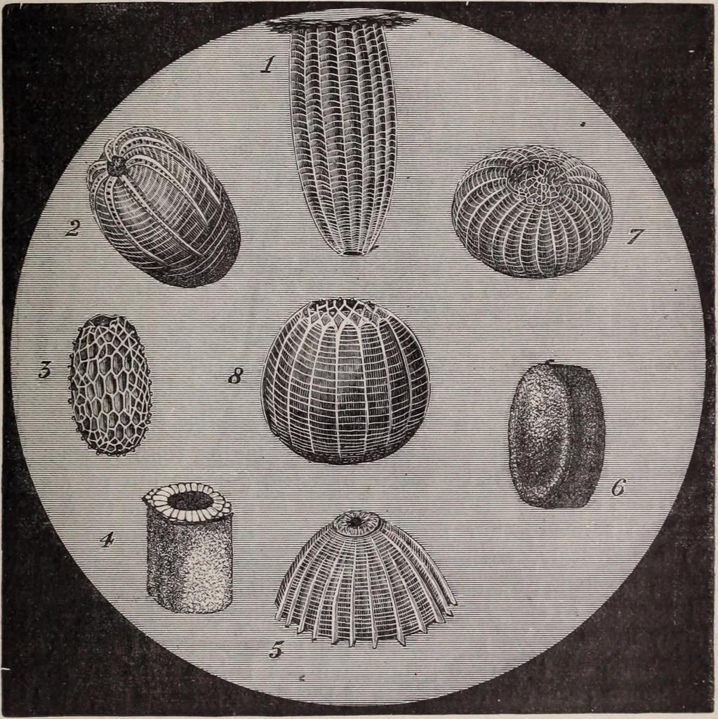 An illustration from The microscope and its revelations, 1891, leaf 986