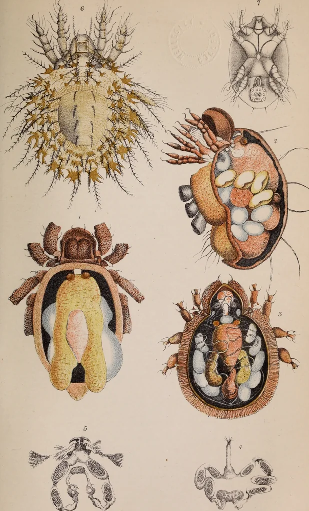 An illustration from The microscope and its revelations, 1891, leaf 990