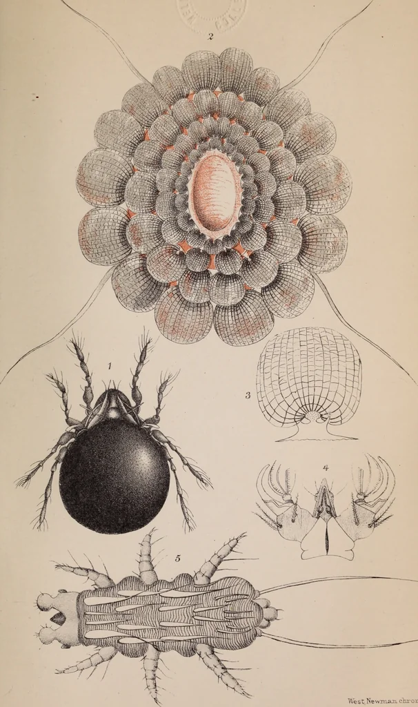 An illustration from The microscope and its revelations, 1891, leaf 994