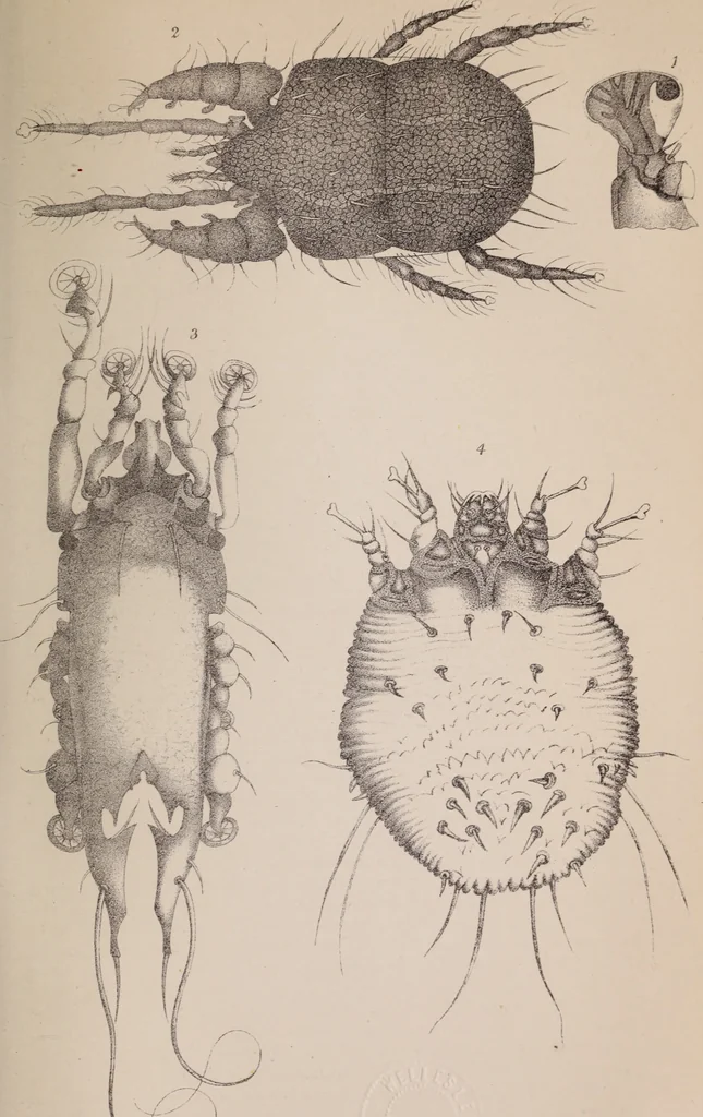 An illustration from The microscope and its revelations, 1891, leaf 998