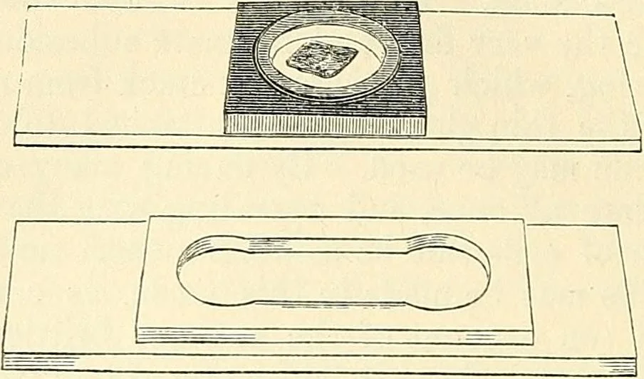 An illustration from The microscope and its revelations, 1856, leaf 275
