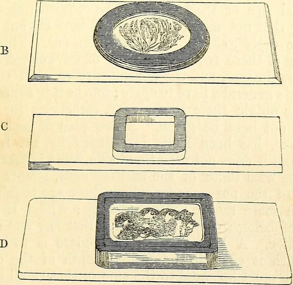 An illustration from The microscope and its revelations, 1856, leaf 276